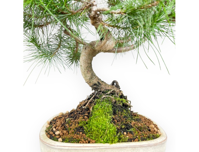 Pinus halepensis bonsai van 56 cm | Ovaal beige Topf