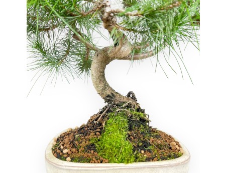 Pinus halepensis bonsái de 56 cm | Maceta oval beige