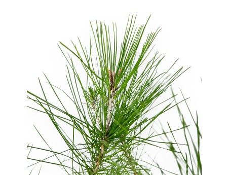 Pinus halepensis bonsái de 56 cm | Maceta oval beige
