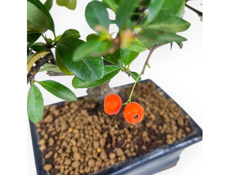 Pyracantha Bonsai von 30 cm | Blauer rechteckiger Topf