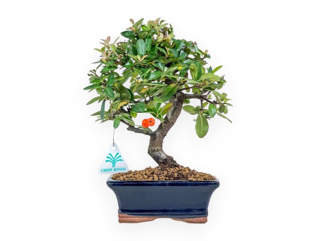 Pyracantha Bonsai von 30 cm | Blauer rechteckiger Topf