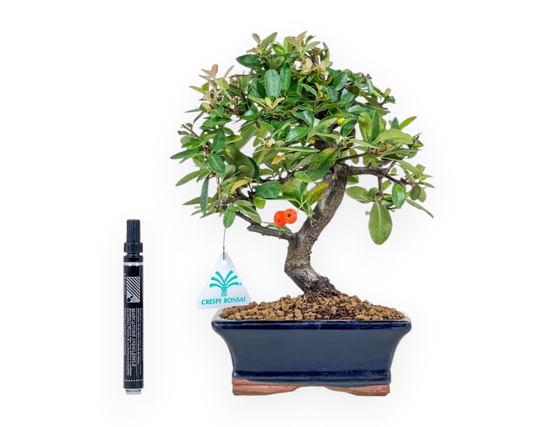 Pyracantha Bonsai von 30 cm | Blauer rechteckiger Topf