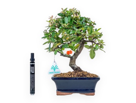 Pyracantha Bonsai von 30 cm | Blauer rechteckiger Topf