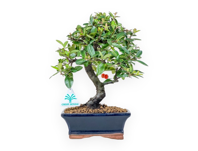 Pyracantha Bonsai von 30 cm | Blauer rechteckiger Topf
