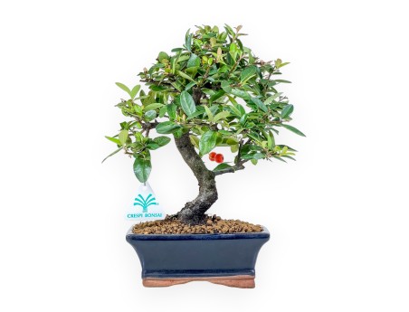 Pyracantha Bonsai von 30 cm | Blauer rechteckiger Topf