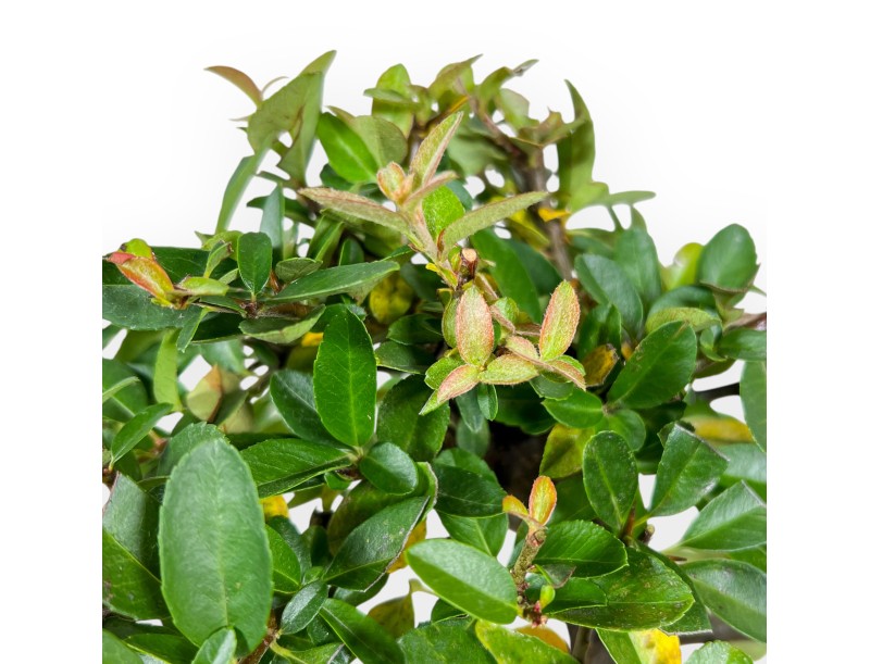 Pyracantha Bonsai von 30 cm | Blauer rechteckiger Topf