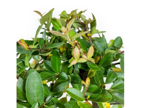 Pyracantha Bonsai von 30 cm | Blauer rechteckiger Topf