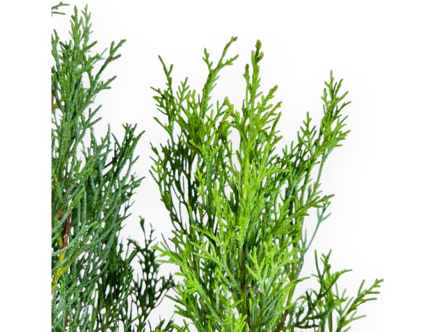 Cypress bonsai 53 cm | Blue oval pot 2