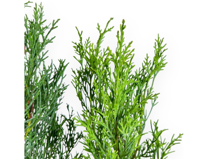 Cypress bonsai 53 cm | Blue oval pot