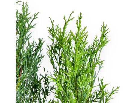 Cypress bonsai 53 cm | Blue oval pot