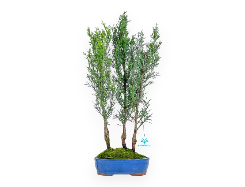 Zypresse Bonsai von 53 cm | Oval blau Topf