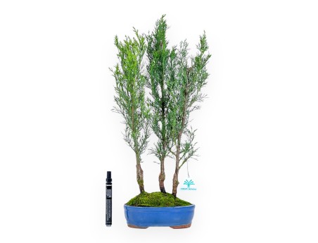 Cypress bonsai 53 cm | Blue oval pot