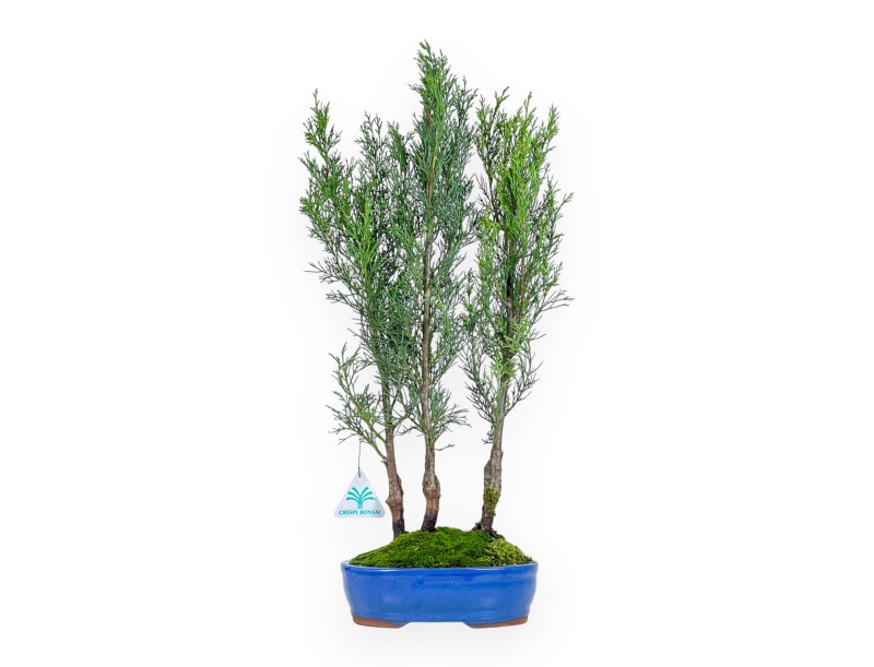 Cypress bonsai 53 cm | Blue oval pot