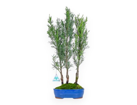Zypresse Bonsai von 53 cm | Oval blau Topf