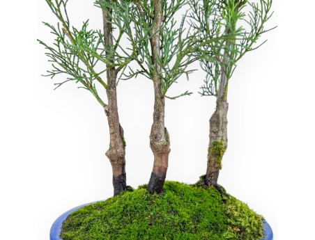 Zypresse Bonsai von 53 cm | Oval blau Topf