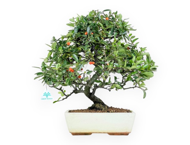 Pyracantha bonsai 45 cm | Maceta rectangular beige
