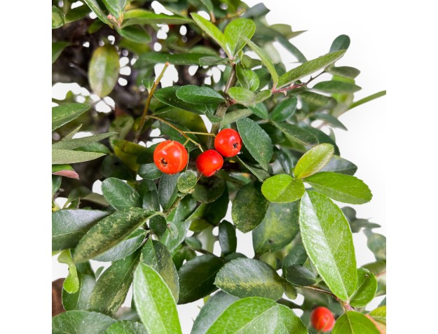 Pyracantha bonsai 45 cm | Maceta rectangular beige 2