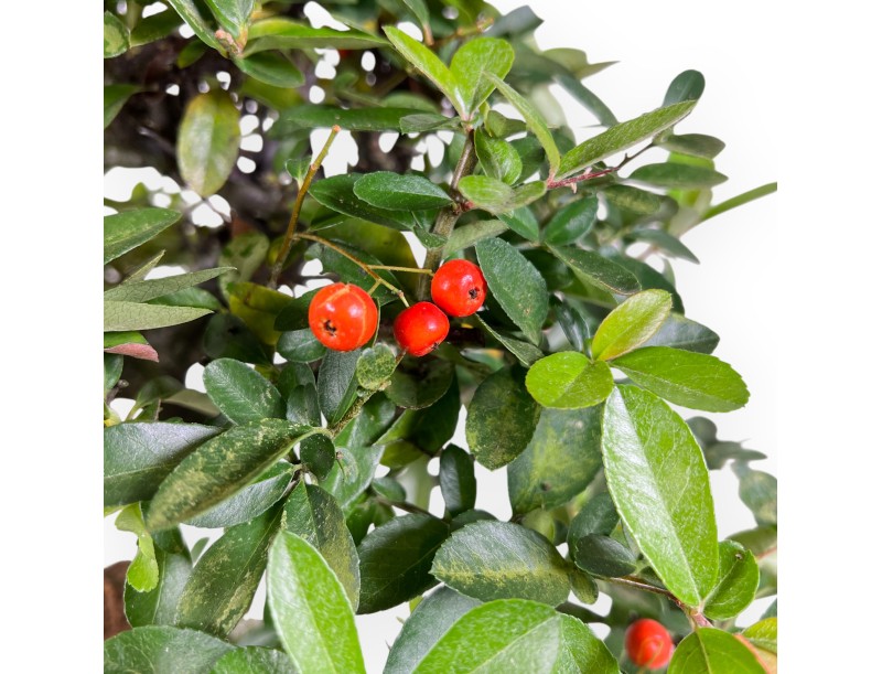 Pyracantha bonsai 45 cm | Maceta rectangular beige