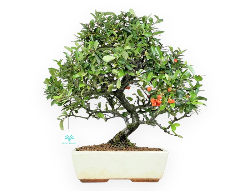 Pyracantha bonsai 45 cm | Maceta rectangular beige
