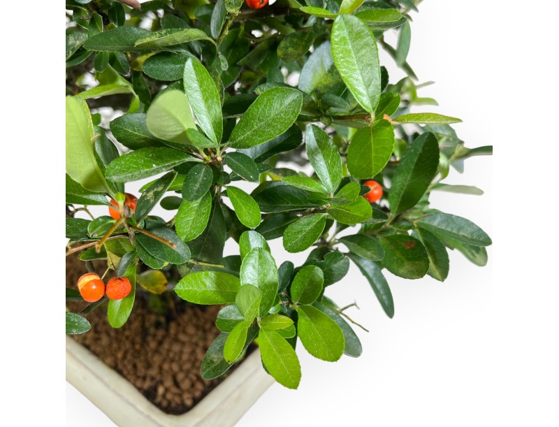 Pyracantha bonsai 45 cm | Maceta rectangular beige