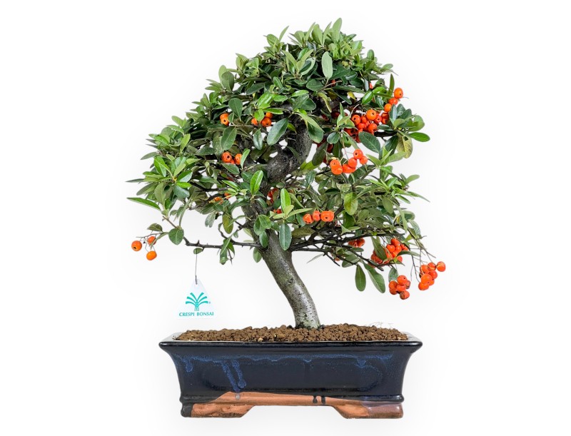 Pyracantha bonsai van 45 cm | Blauw rechthoekige pot