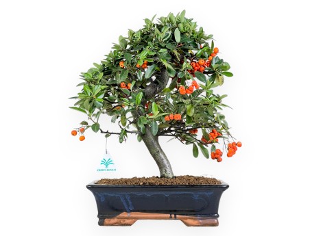 Pyracantha bonsai van 45 cm | Blauw rechthoekige pot