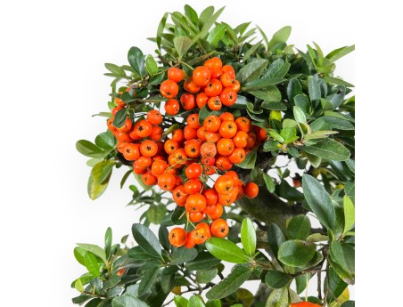 Pyracantha bonsai van 45 cm | Blauw rechthoekige pot