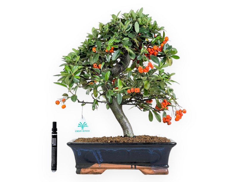 Pyracantha bonsai van 45 cm | Blauw rechthoekige pot