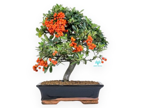 Pyracantha bonsai van 45 cm | Blauw rechthoekige pot