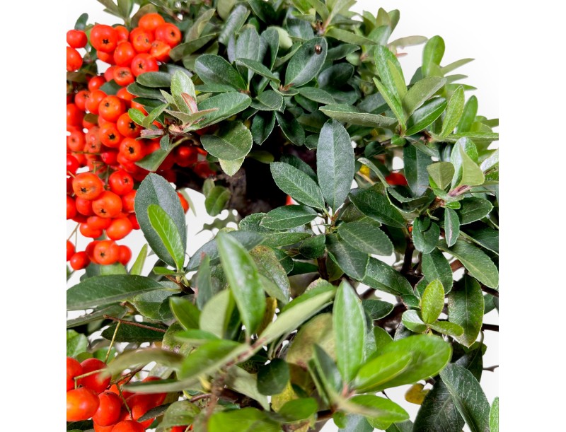 Pyracantha bonsai van 45 cm | Blauw rechthoekige pot