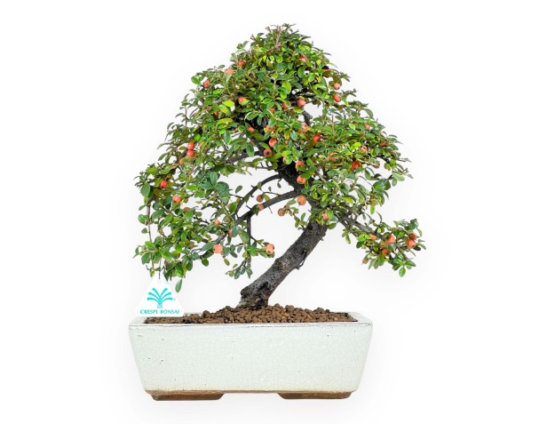 Cotoneaster Bonsai von 40 cm | Beige rechteckiger Topf