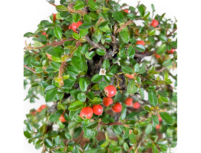 Cotoneaster Bonsai von 40 cm | Beige rechteckiger Topf