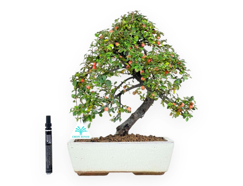 Cotoneaster bonsai 40 cm | Beige rectangular pot