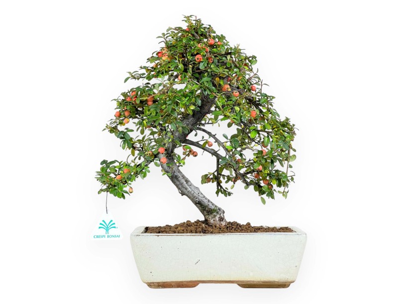 Cotoneaster Bonsai von 40 cm | Beige rechteckiger Topf
