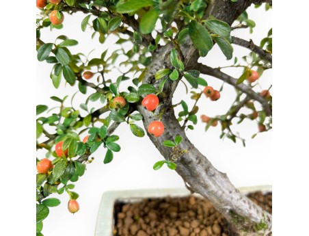 Cotoneaster Bonsai von 40 cm | Beige rechteckiger Topf
