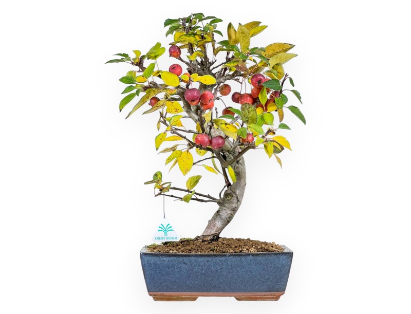 Apfelbaum Bonsai von 48 cm | Rechteckiger blau Topf