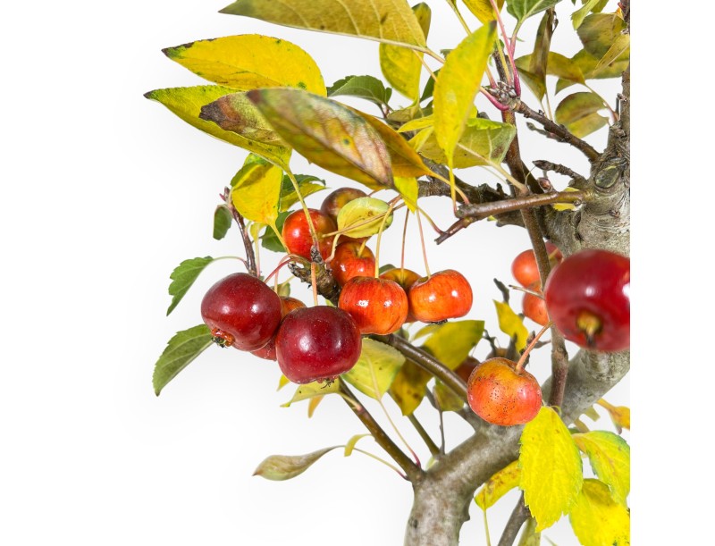 Apple tree bonsai 48 cm| Blue rectangular pot