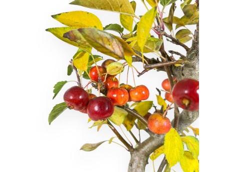 Appelboom bonsai van 48 cm | Blauw rechthoekige pot