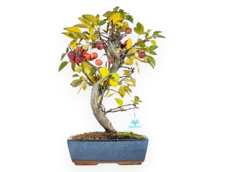 Bonsaï de pommier de 48 cm | Pot rectangulaire bleu