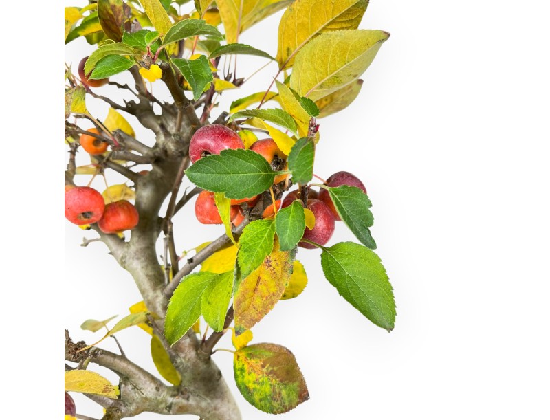 Appelboom bonsai van 48 cm | Blauw rechthoekige pot