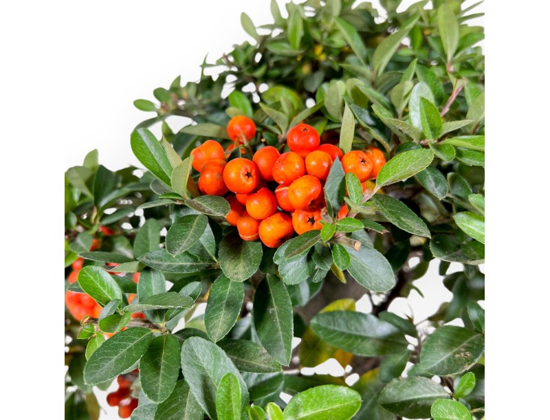 Pyracantha bonsai 51 cm | Maceta rectangular verde