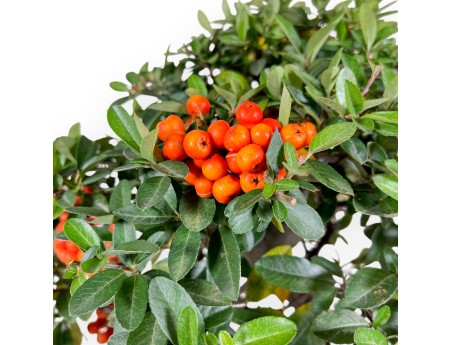 Pyracantha bonsai 51 cm | Maceta rectangular verde