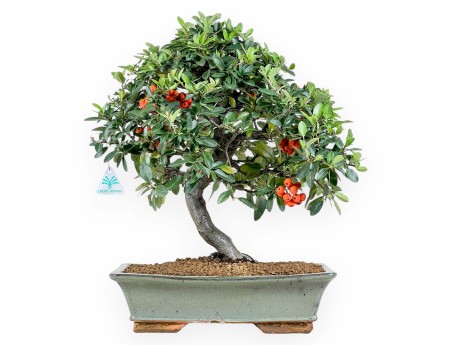 Pyracantha bonsai 51 cm | Maceta rectangular verde
