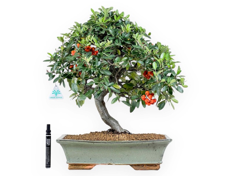 Pyracantha bonsai 51 cm | Maceta rectangular verde