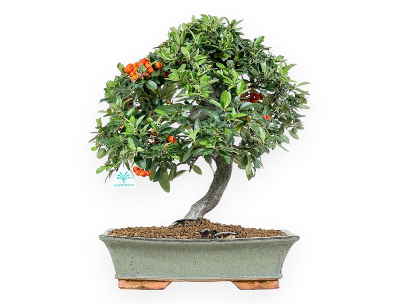 Pyracantha bonsai 51 cm | Maceta rectangular verde