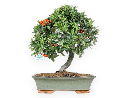 Pyracantha bonsai 51 cm | Maceta rectangular verde