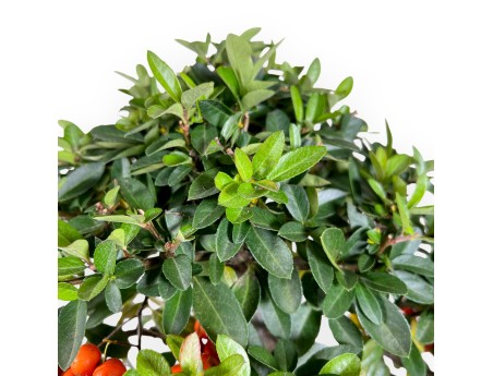 Pyracantha bonsai 51 cm | Maceta rectangular verde
