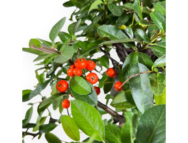 Pyracantha Bonsai von 46 cm | Beige rechteckiger Topf 2