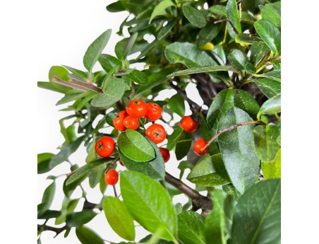 Pyracantha Bonsai von 46 cm | Beige rechteckiger Topf