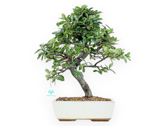 Pyracantha Bonsai von 46 cm | Beige rechteckiger Topf